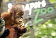 animals baby animals orangutans 2560x1600 wallpaper Art HD Wallpaper